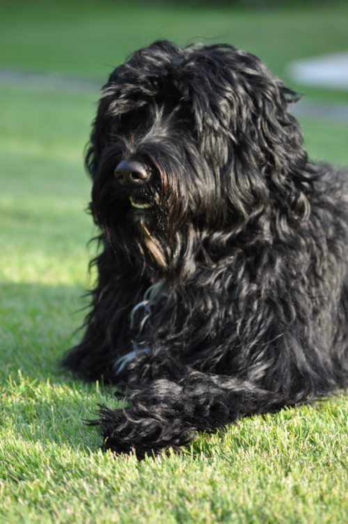 black portuguese water dog with long hair